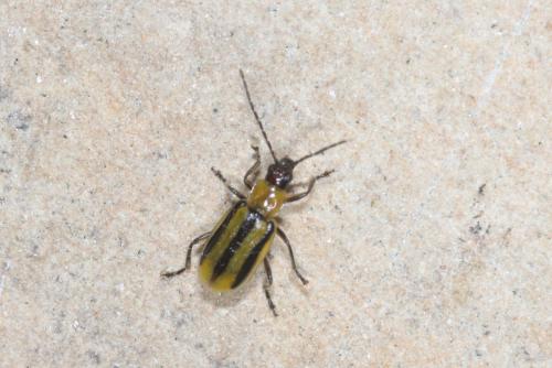 Diabrotica virgifera